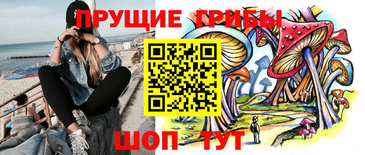 Псилоцибиновые грибы Psilocybe Томск