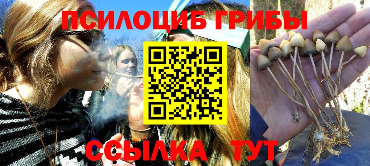 Томск  Псилоцибиновые грибы Psilocybe  Вход с VPN 